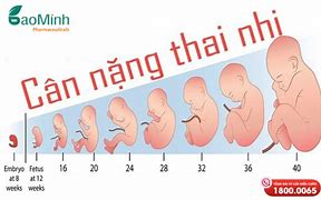 Cân Nặng Thai Nhi 24 Tuần Tuổi